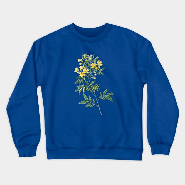 Vintage Argentine Senna Botanical Illustration Crewneck Sweatshirt by Holy Rock Design